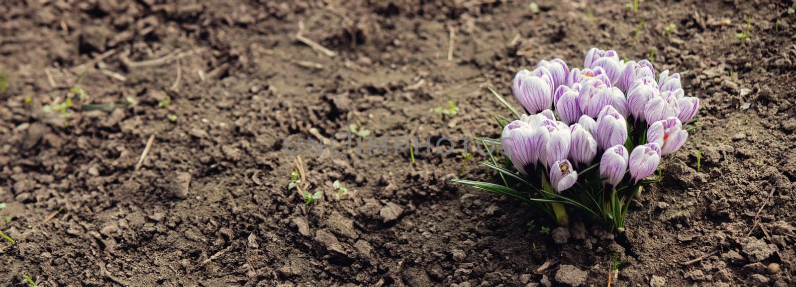 Purple Crocus Flowers in Spring. High quality photo.