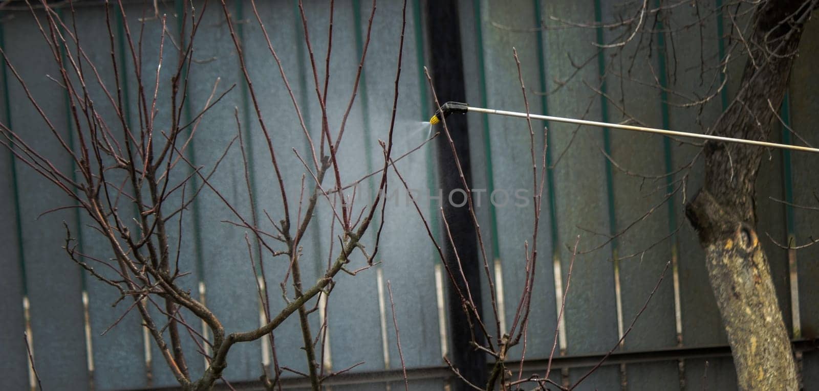 a man sprays trees in the spring.