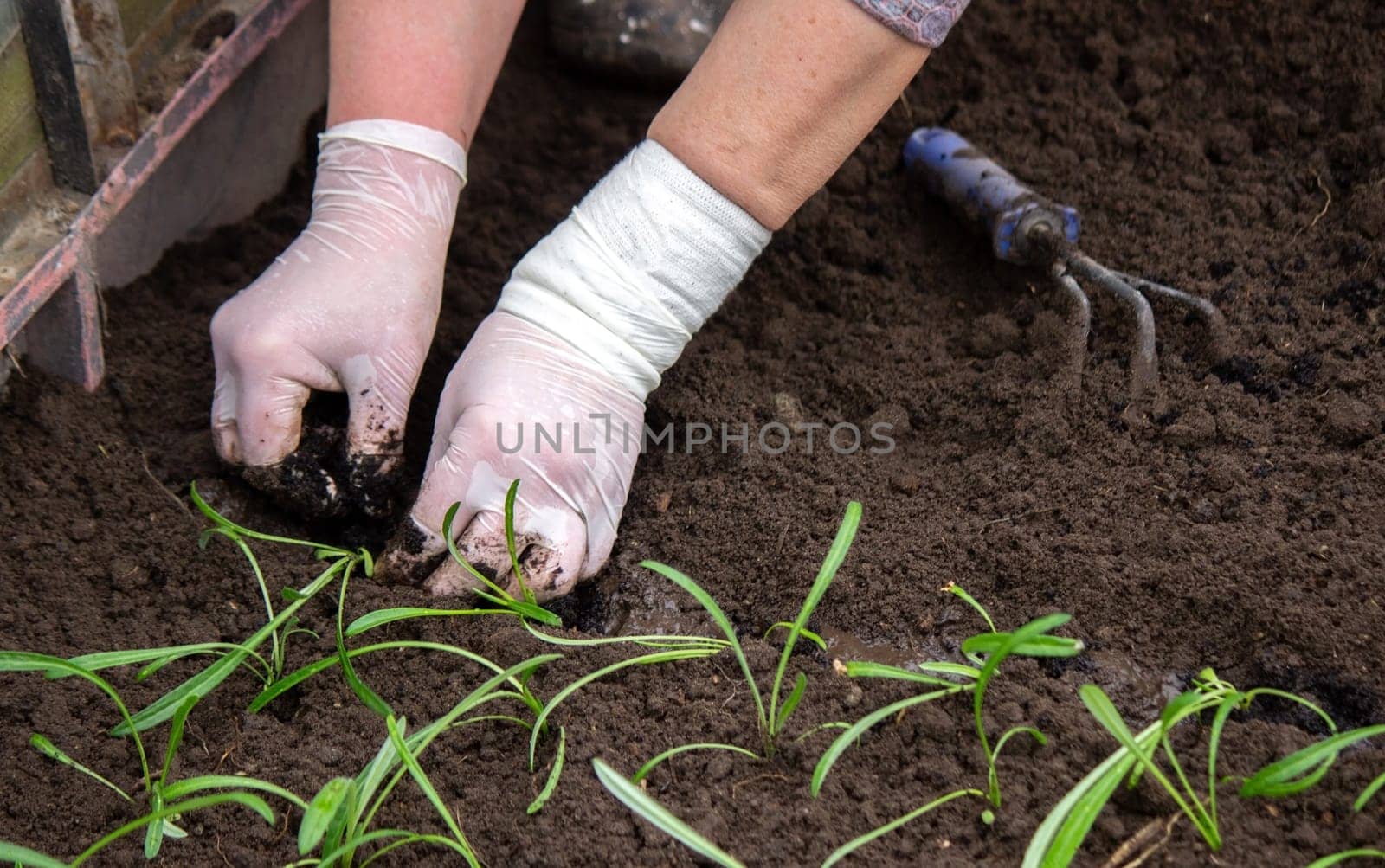 close-up of a woman planting a seedling in the soil