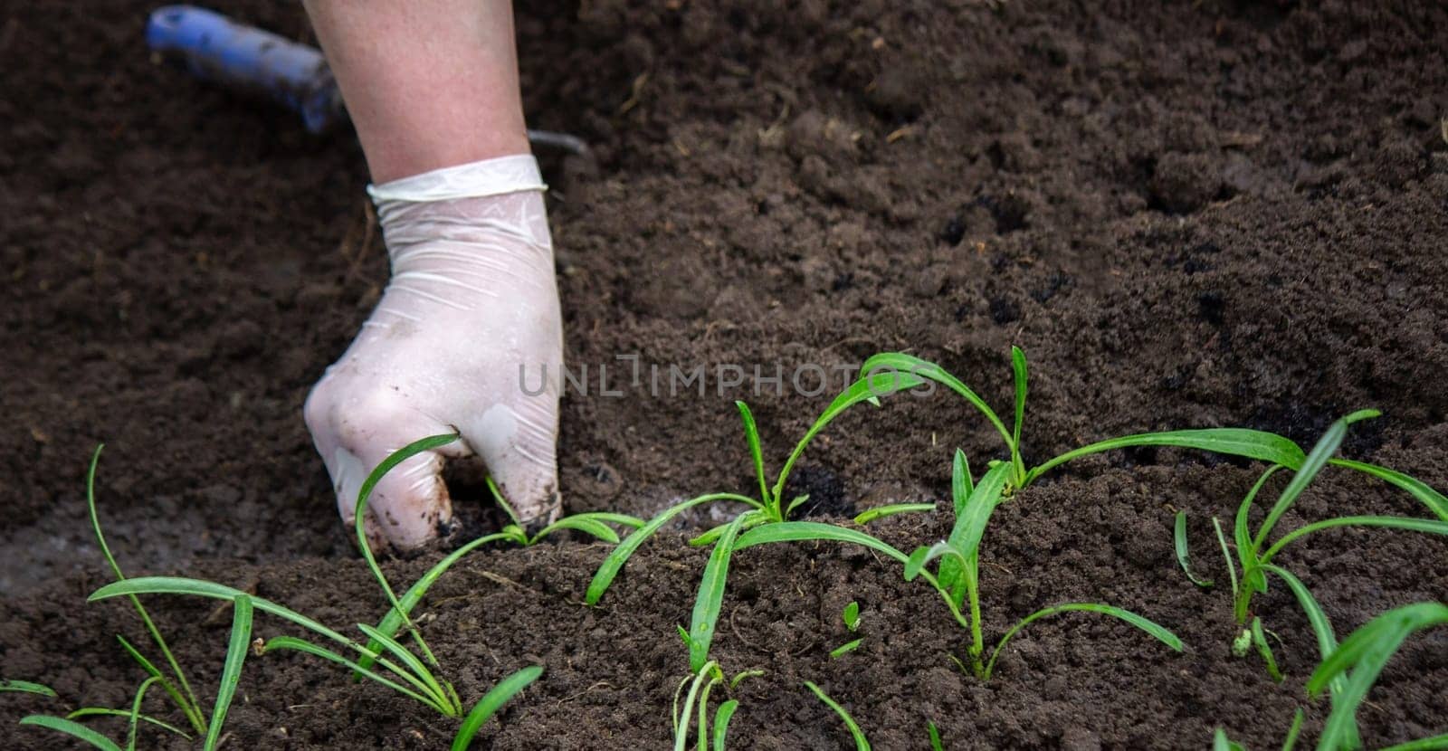 close-up of a woman planting a seedling in the soil