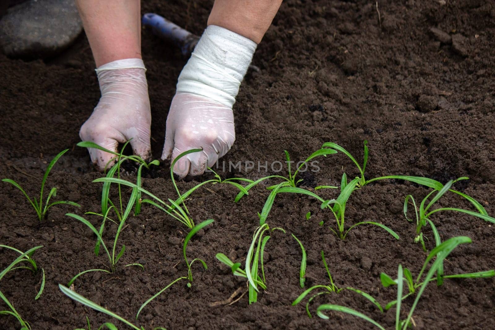 close-up of a woman planting a seedling in the soil