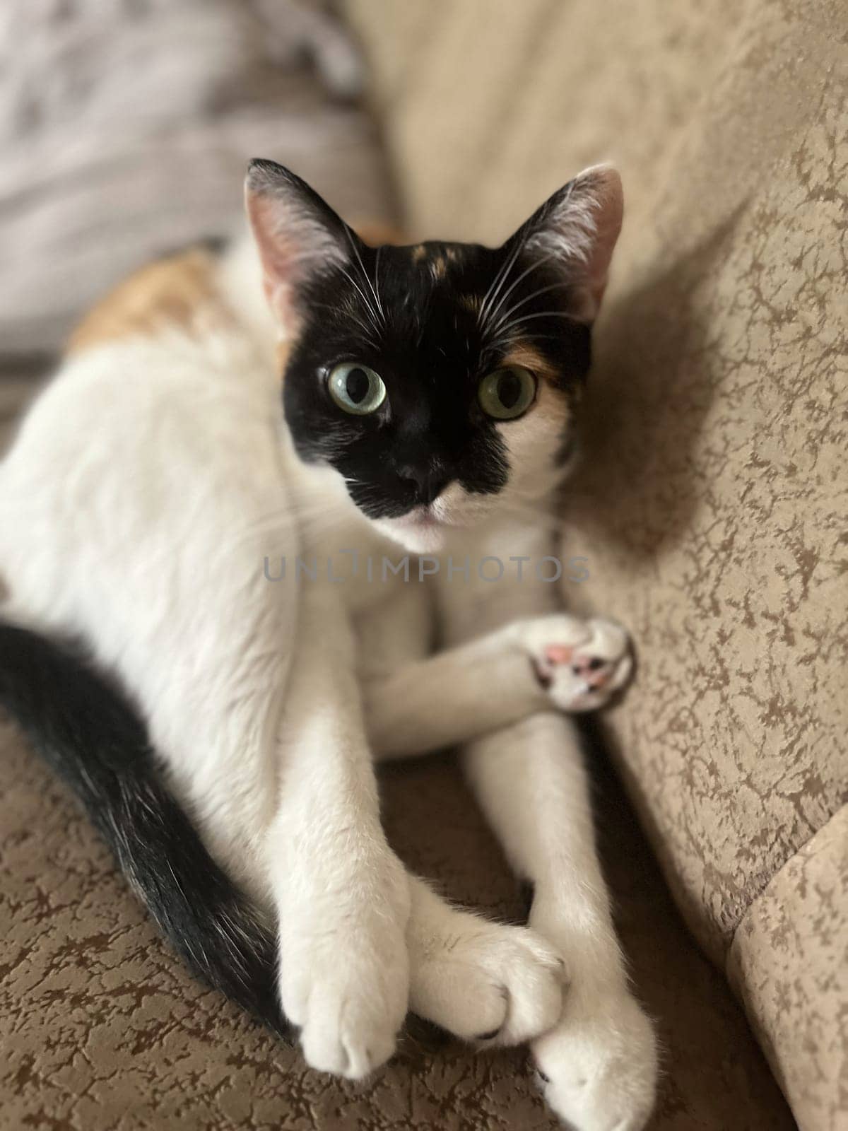 A cute Calico cat with black, orange, and white fur is lounging on a soft couch. The background is a soothing beige color.