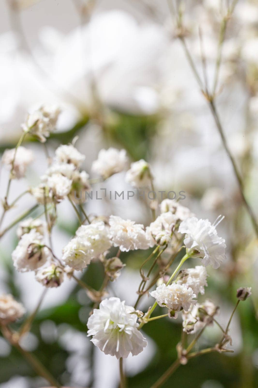 Delicate white gypsophila flowers in close-up on a background of flowers.