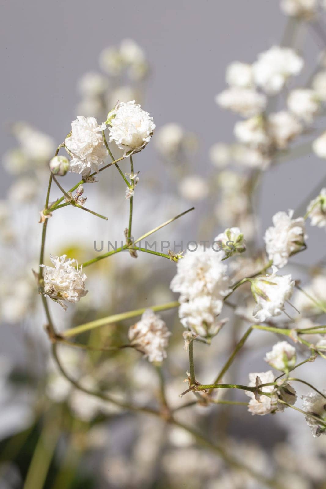 Delicate white babys breath flower in full bloom on blurred background. by Pukhovskiy