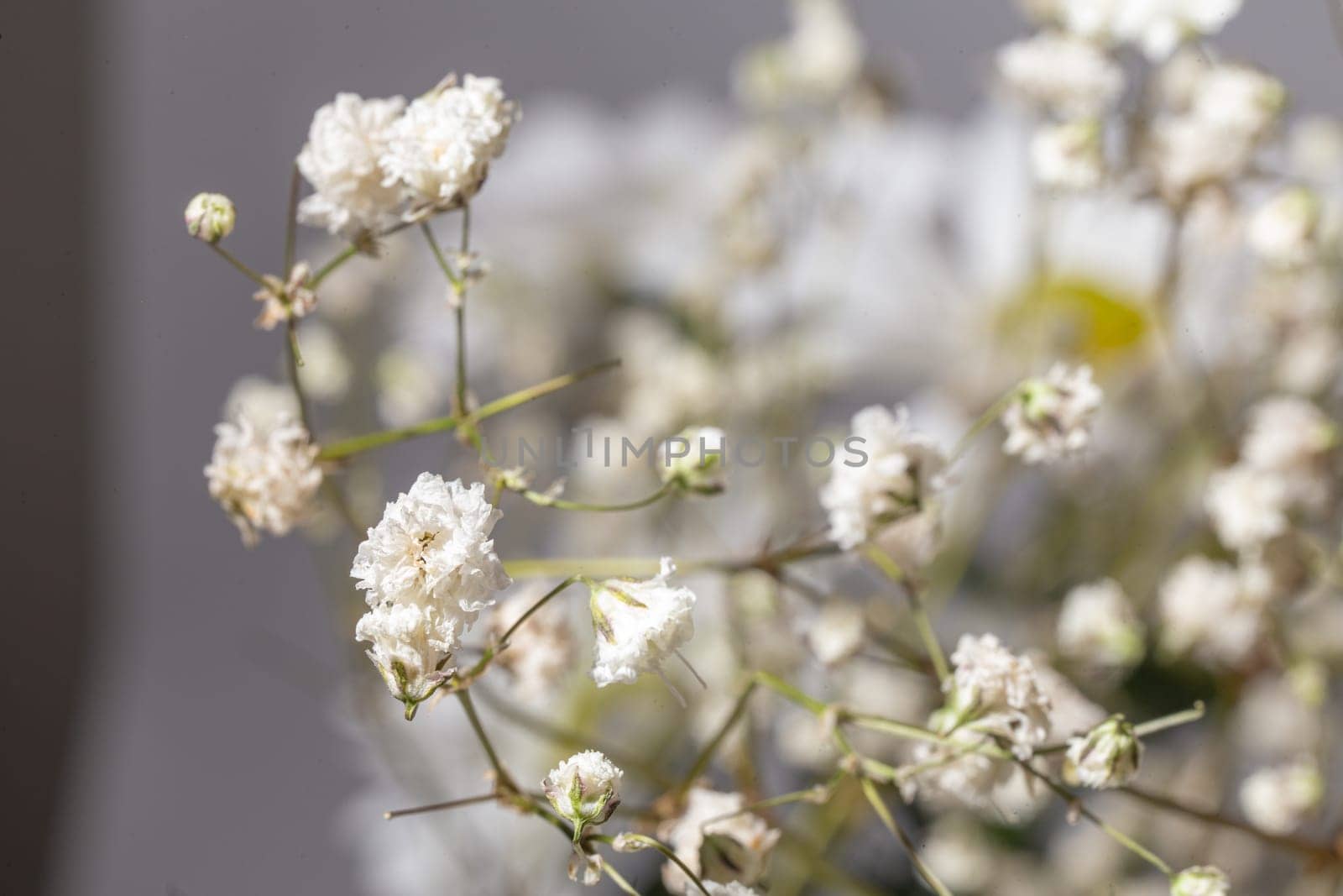 Delicate white gypsophila flowers in close-up on a background of flowers.