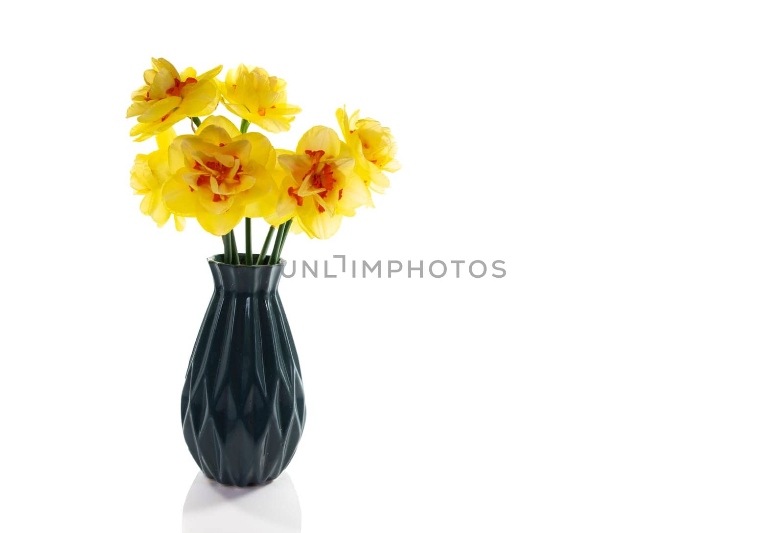 a still life with a blue vase with yellow daffodils with an orange heart on a white background isolated