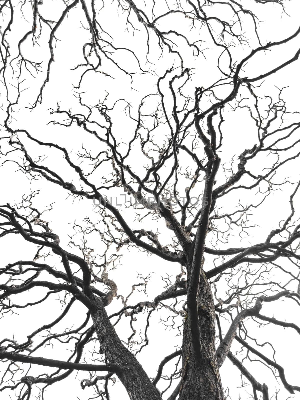 Bare tree branches similar in shape to a thunderstorm, branches against the sky, sadness and depression by vladimirdrozdin