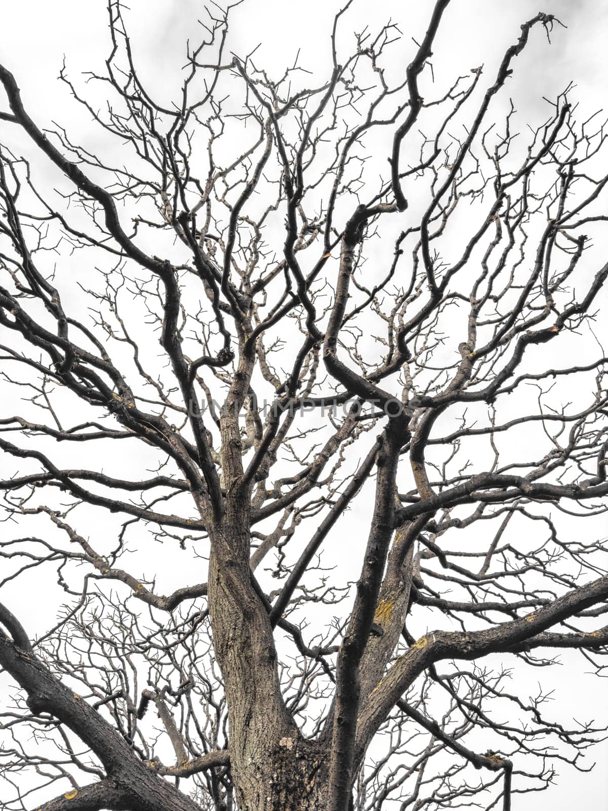 Bare tree branches similar in shape to a thunderstorm, branches against the sky, sadness and depression. High quality photo