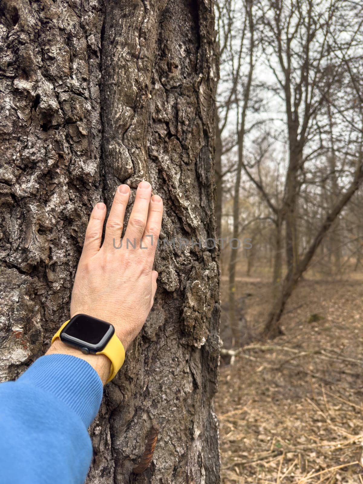 A man's hand touches the trunk of a huge tree in the park, a man is wearing a blue hoodie, a smartwatch with a yellow strap on his arm by vladimirdrozdin