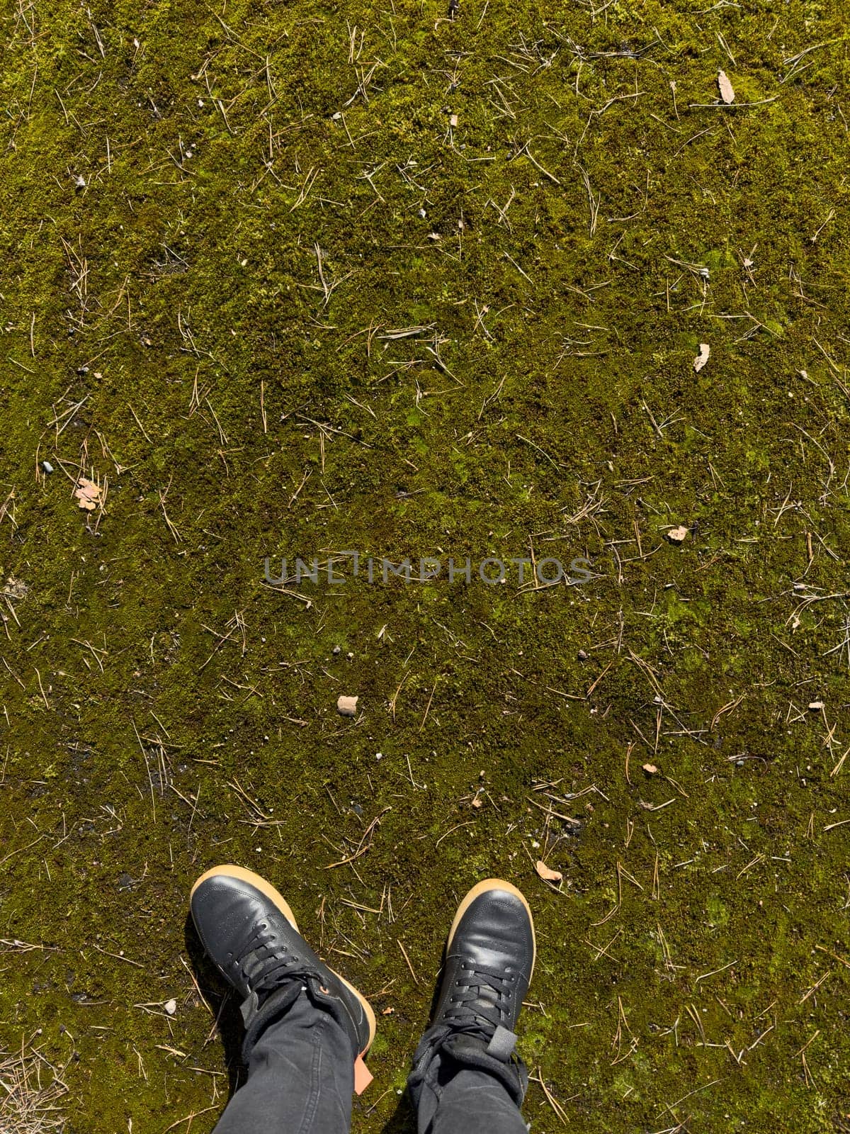 Human feet in black sneakers and jeans are standing on the fine moss with pine needles under the sun in the first days of spring by vladimirdrozdin