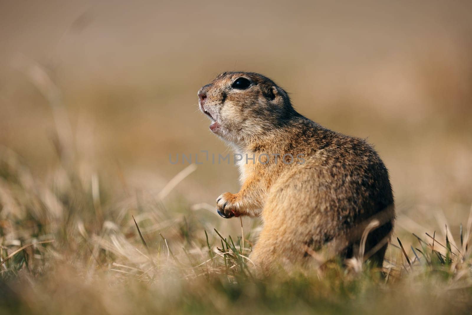 Portrait of a funny gopher, little ground squirrel or little suslik, Spermophilus pygmaeus is a species of rodent in the family Sciuridae. Suslik next to the hole. It is found from Eastern Europe by EvgeniyQW