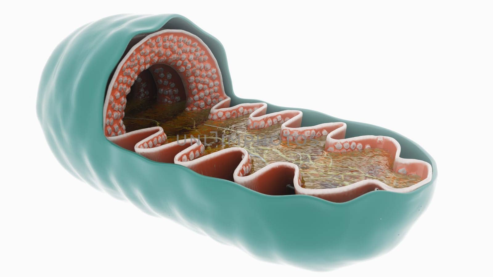 3D Rendering of a Mitochondrial Powerhouse by Crevis