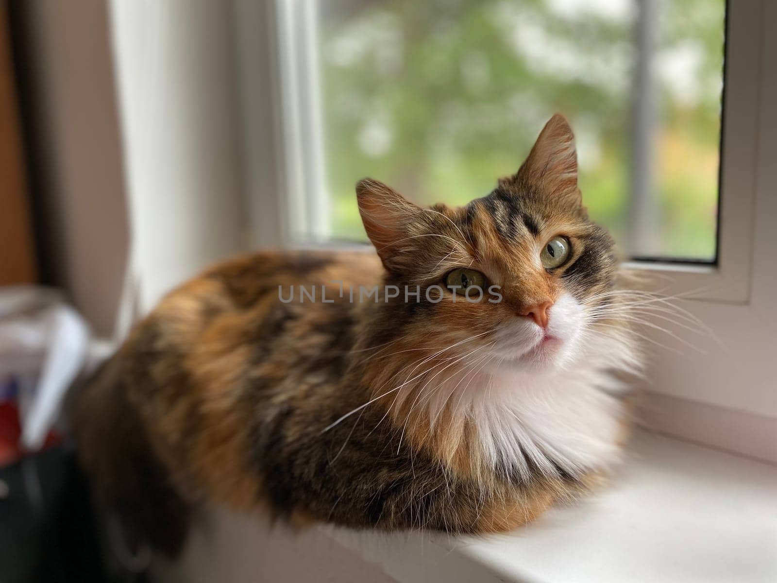 a cute red cat sits on the windowsill. High quality photo
