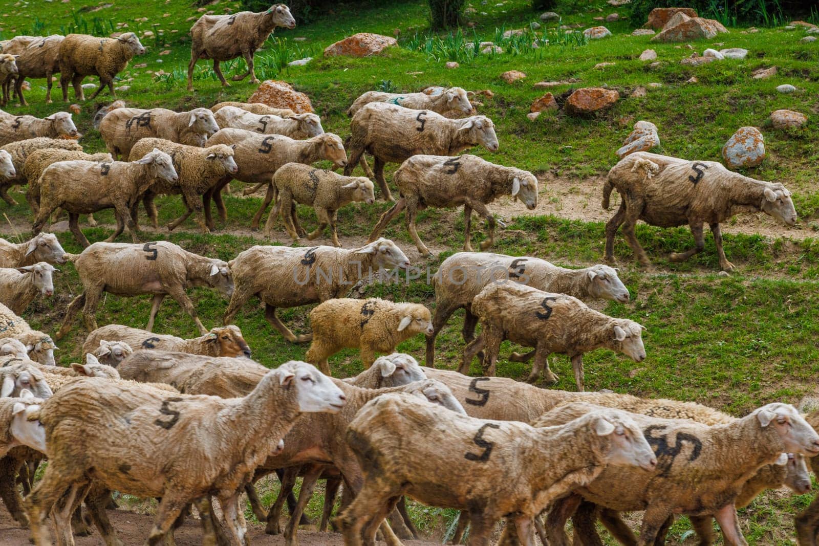 large flock of sheep with digit 5 moving along dusty dirt road in mountains to a pasture at summer day
