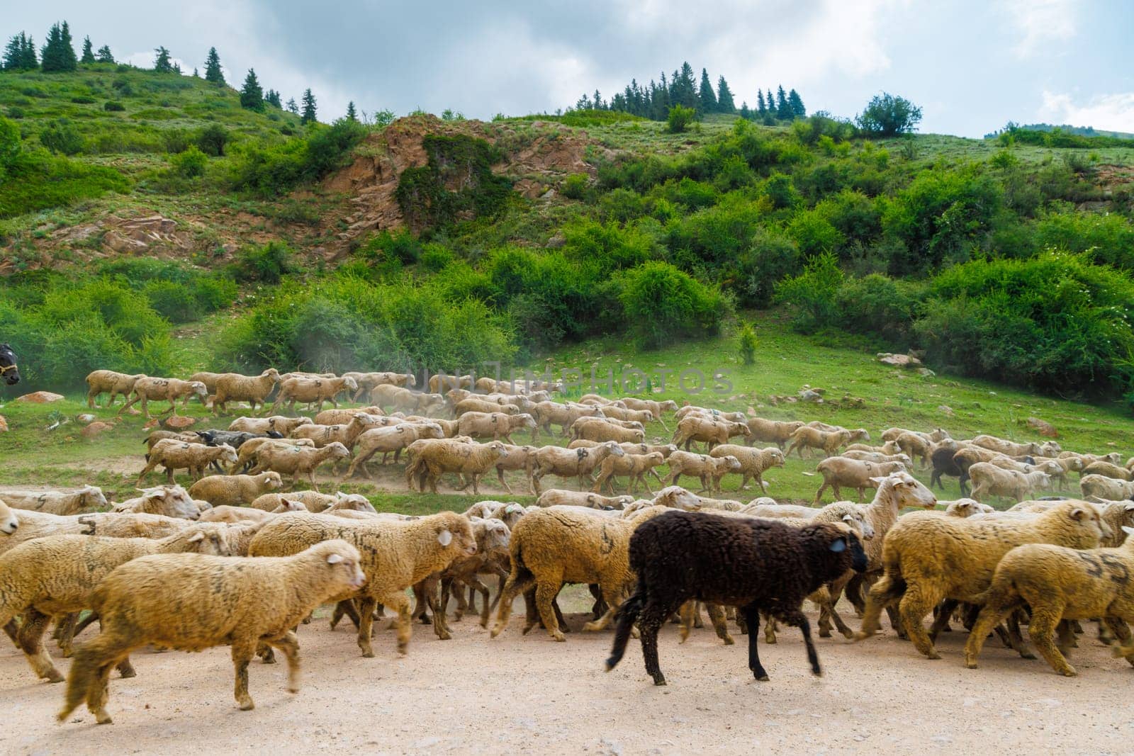 large flock of sheep with digit 5 moving along dusty dirt road in mountains to a pasture by z1b