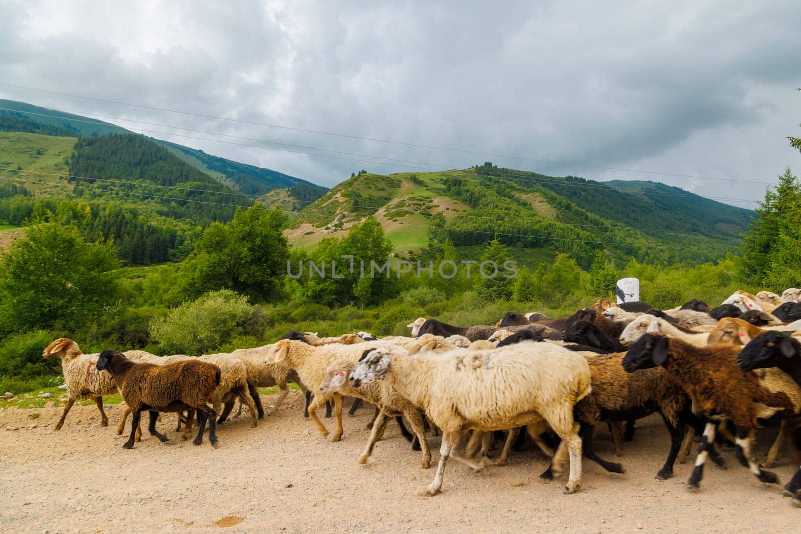 large flock of sheep moving along dusty dirt road in mountains to a pasture by z1b