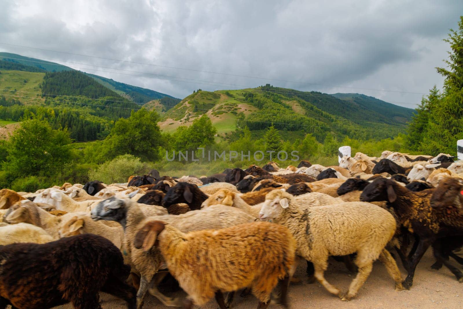 large flock of sheep moving along dusty dirt road in mountains to a pasture by z1b