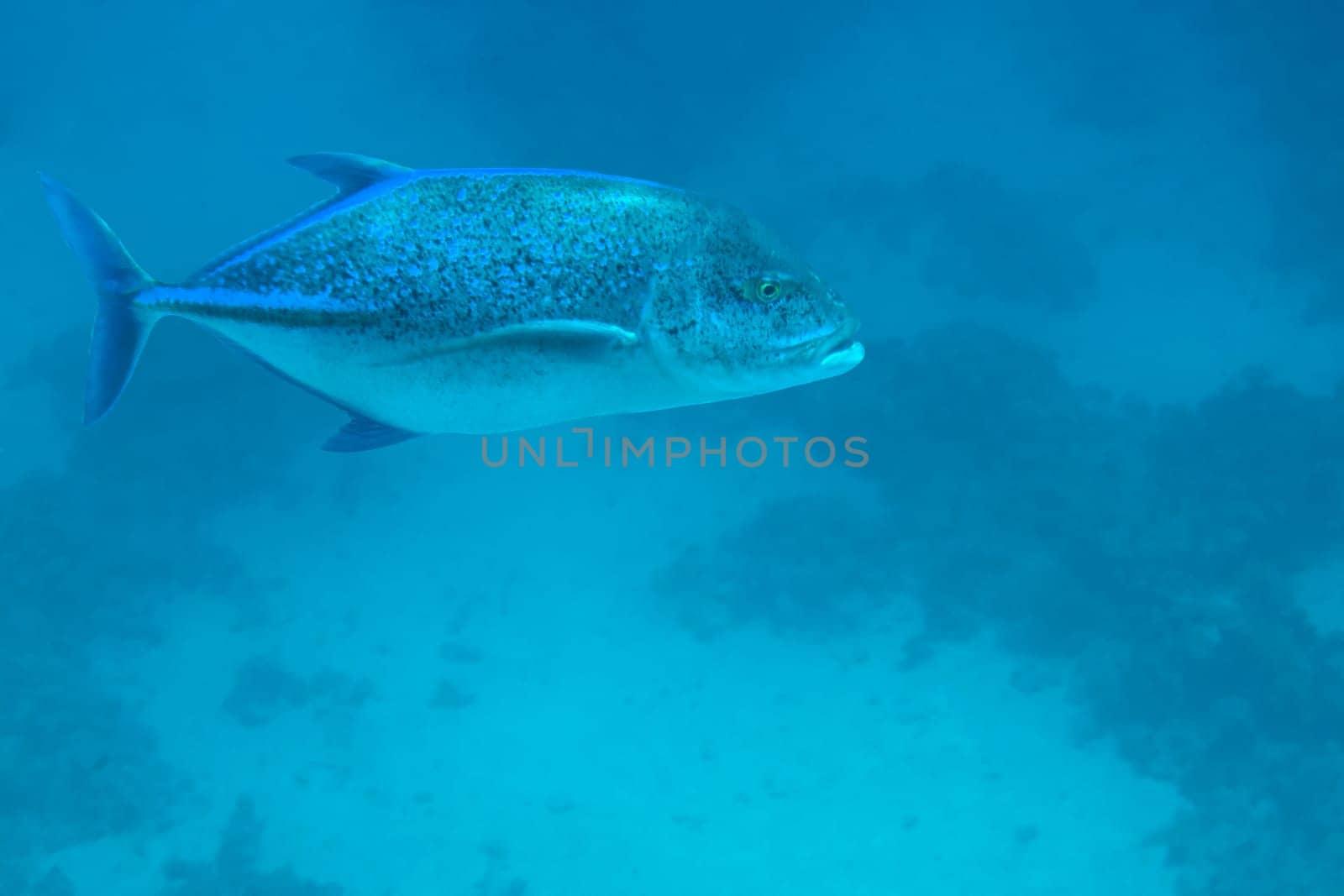 Giant trevally floating in the depths with glare of light, underwater life