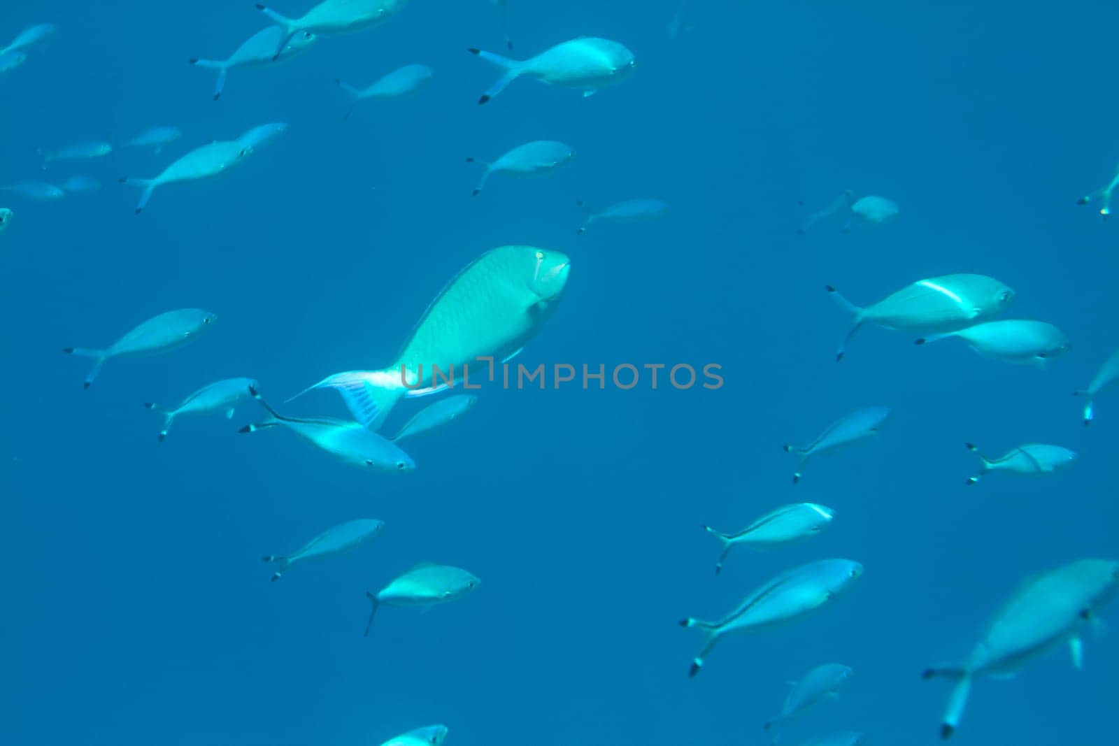 sea fish swims in the depths, underwater life