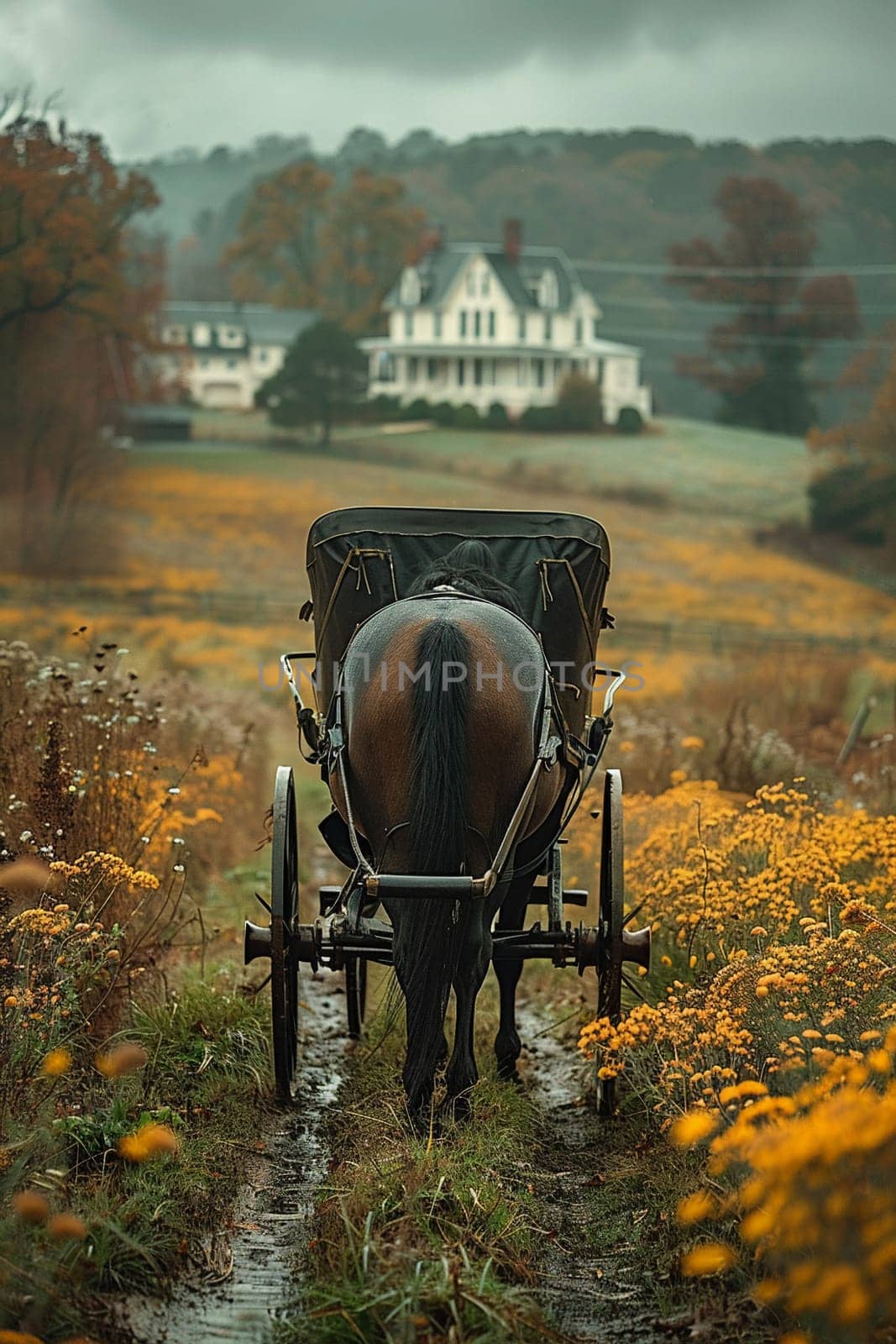 Amish Horse and Buggy Blending into a Rural Landscape, The simple life blurs into the fields, a dedication to community and tradition.