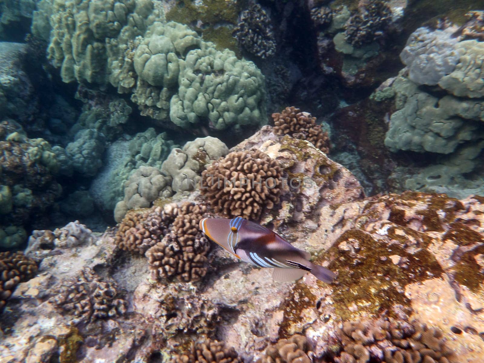 Hawaiian Underwater Beauty: The Humuhumunukunukuapua’a by EricGBVD