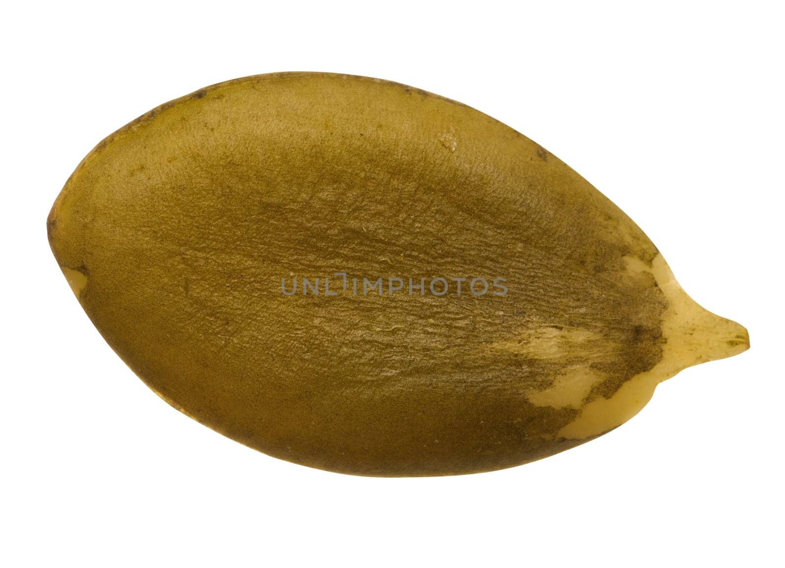 Peeled pumpkin seed on isolated background, top view