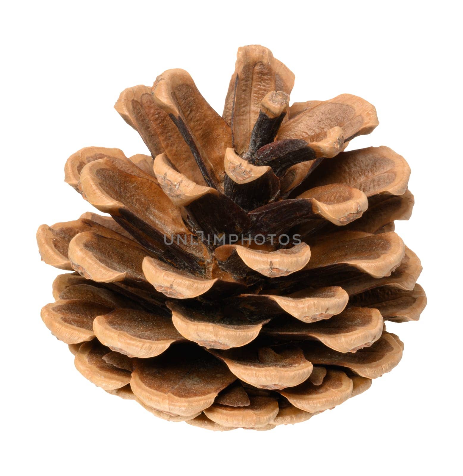 Brown dry pine cone on isolated background, close up