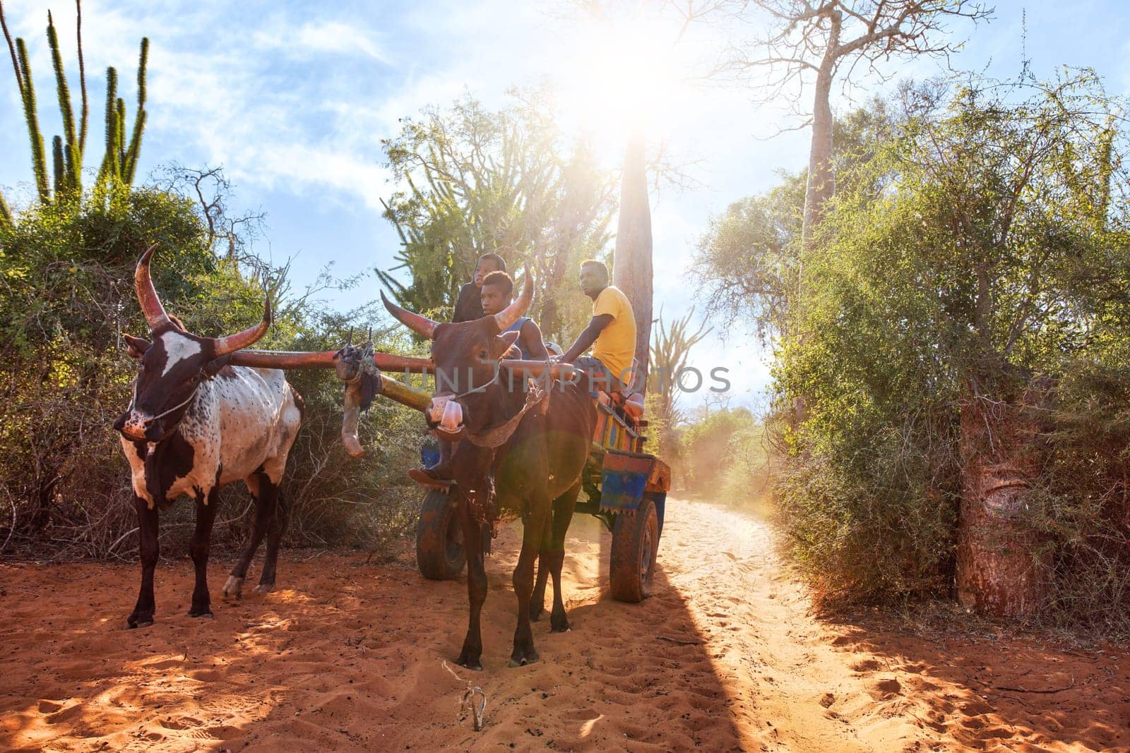 Ifaty, Madagascar - May 01, 2019: Wooden cart pulled by zebu cattle with unknown Malagasy men going near baobab, octopus trees, and small bushes, strong sun backlight by Ivanko