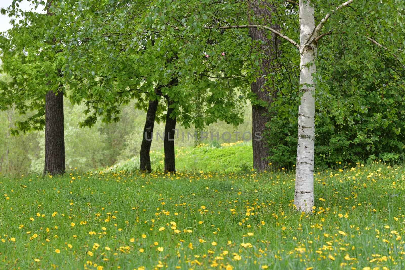 Forest edge with an yellow blooming dandelions