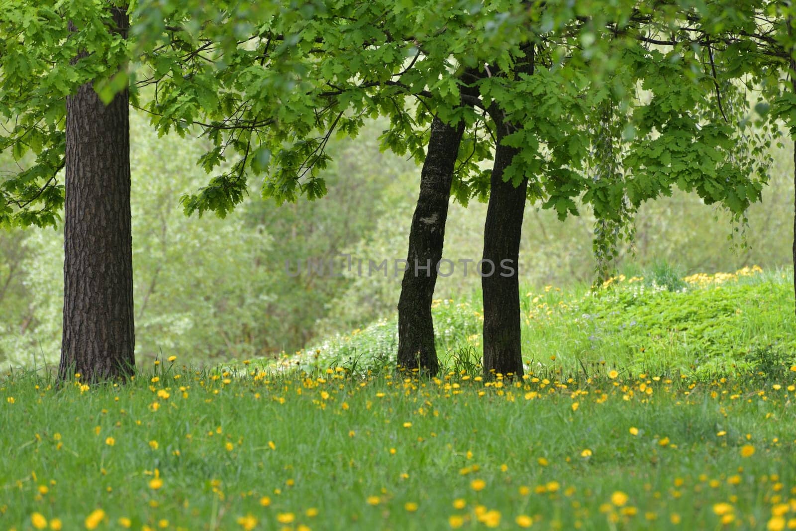 Forest edge with yellow blooming dandelions by olgavolodina