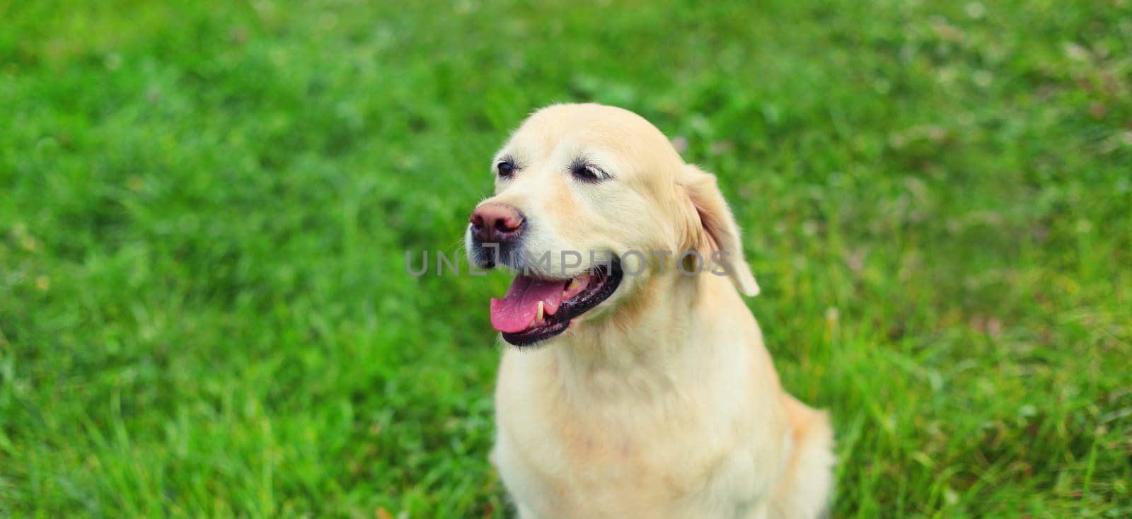 Golden Retriever dog sitting on green grass in summer park by Rohappy