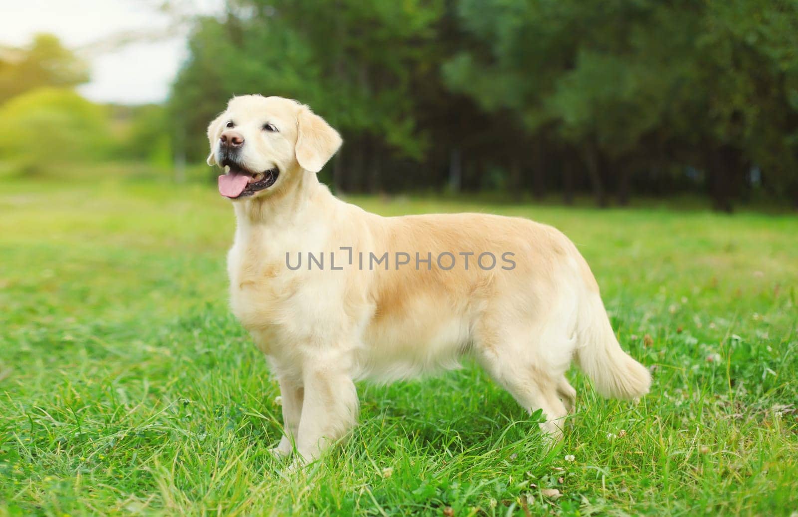 Portrait of Golden Retriever dog sitting on green grass in summer park