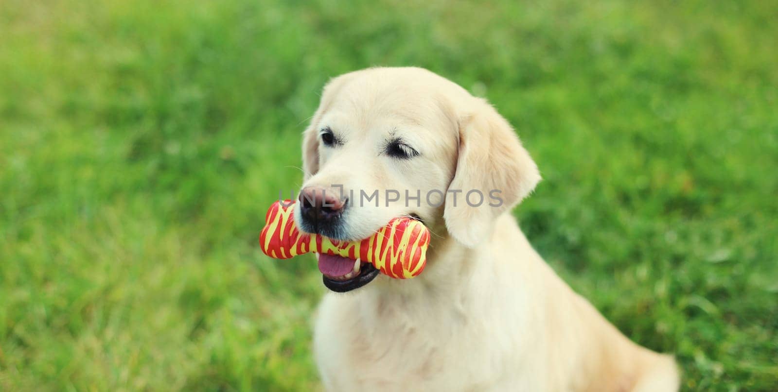 Portrait of Golden Retriever dog with rubber bone toy on the grass in summer park