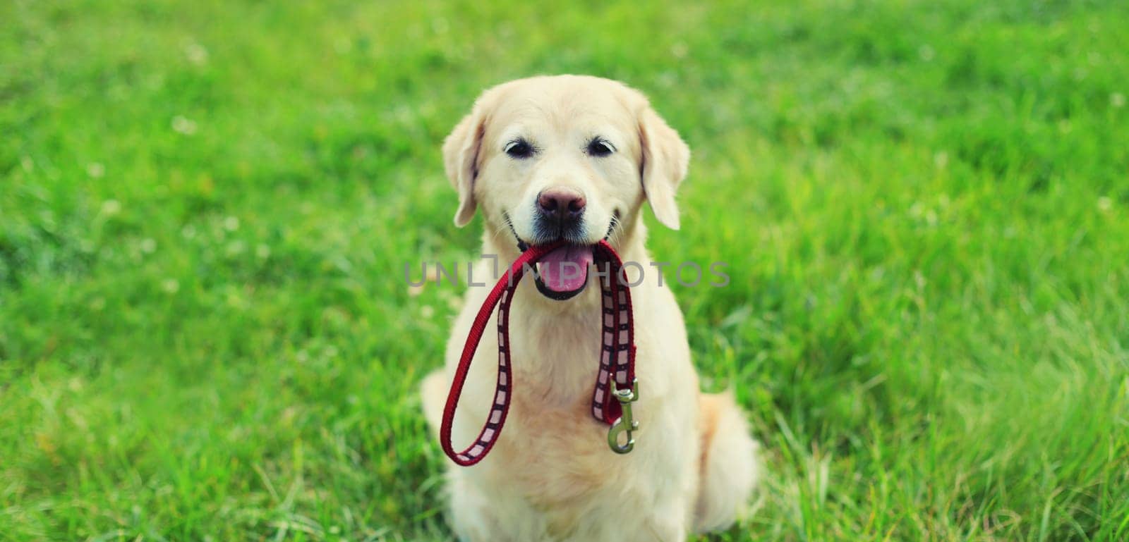 Portrait of Golden Retriever dog holding leash in the mouth on the grass in summer park