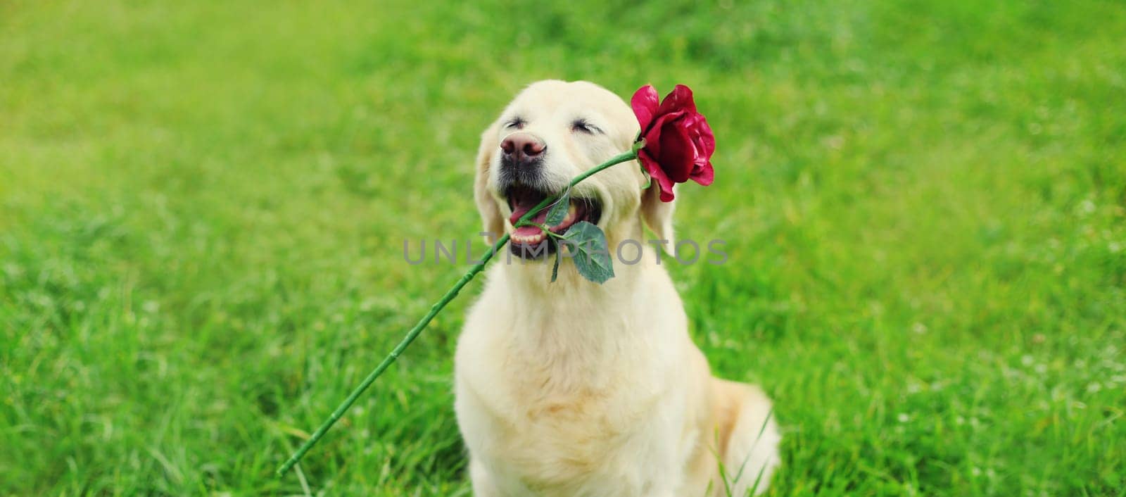 Golden Retriever dog holding flower rose in mouth in summer park by Rohappy