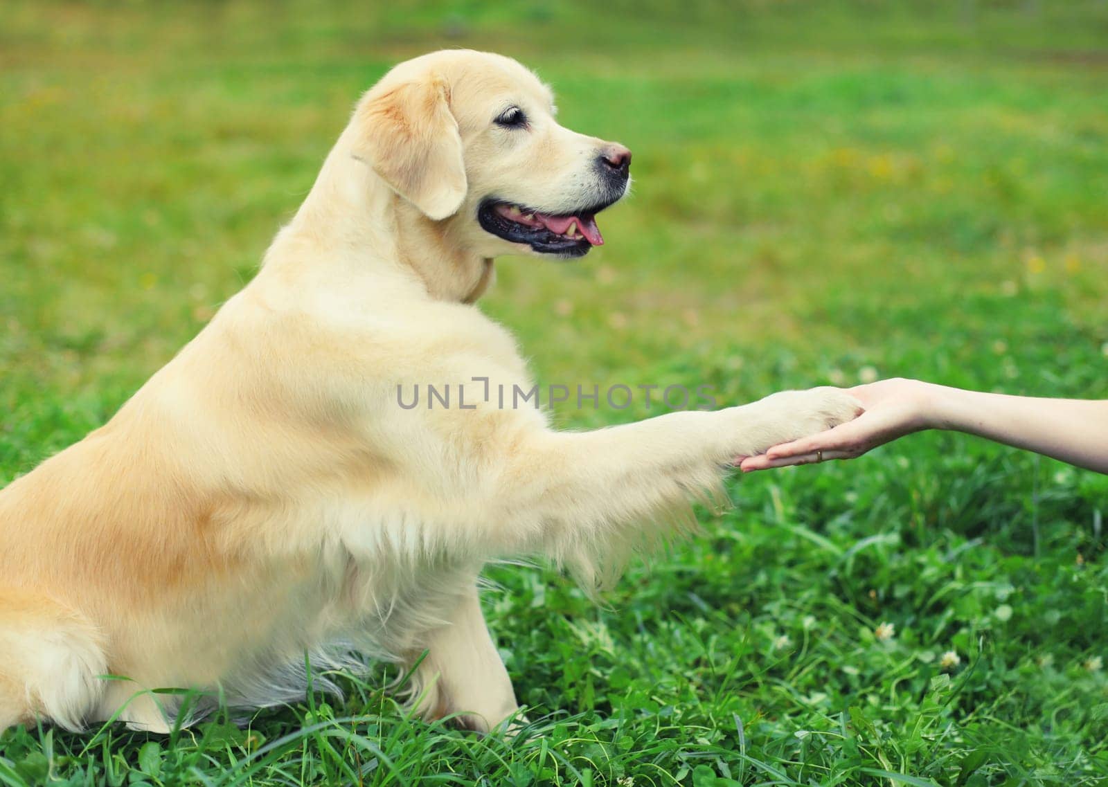 Golden Retriever dog giving paw to hand high five owner woman on the grass training in summer park