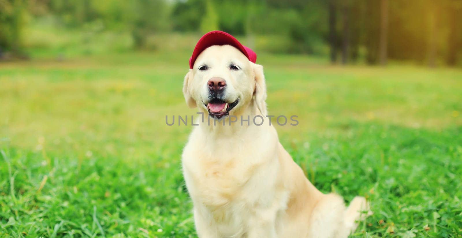 Portrait of Golden Retriever dog in red baseball cap sitting on green grass in summer park