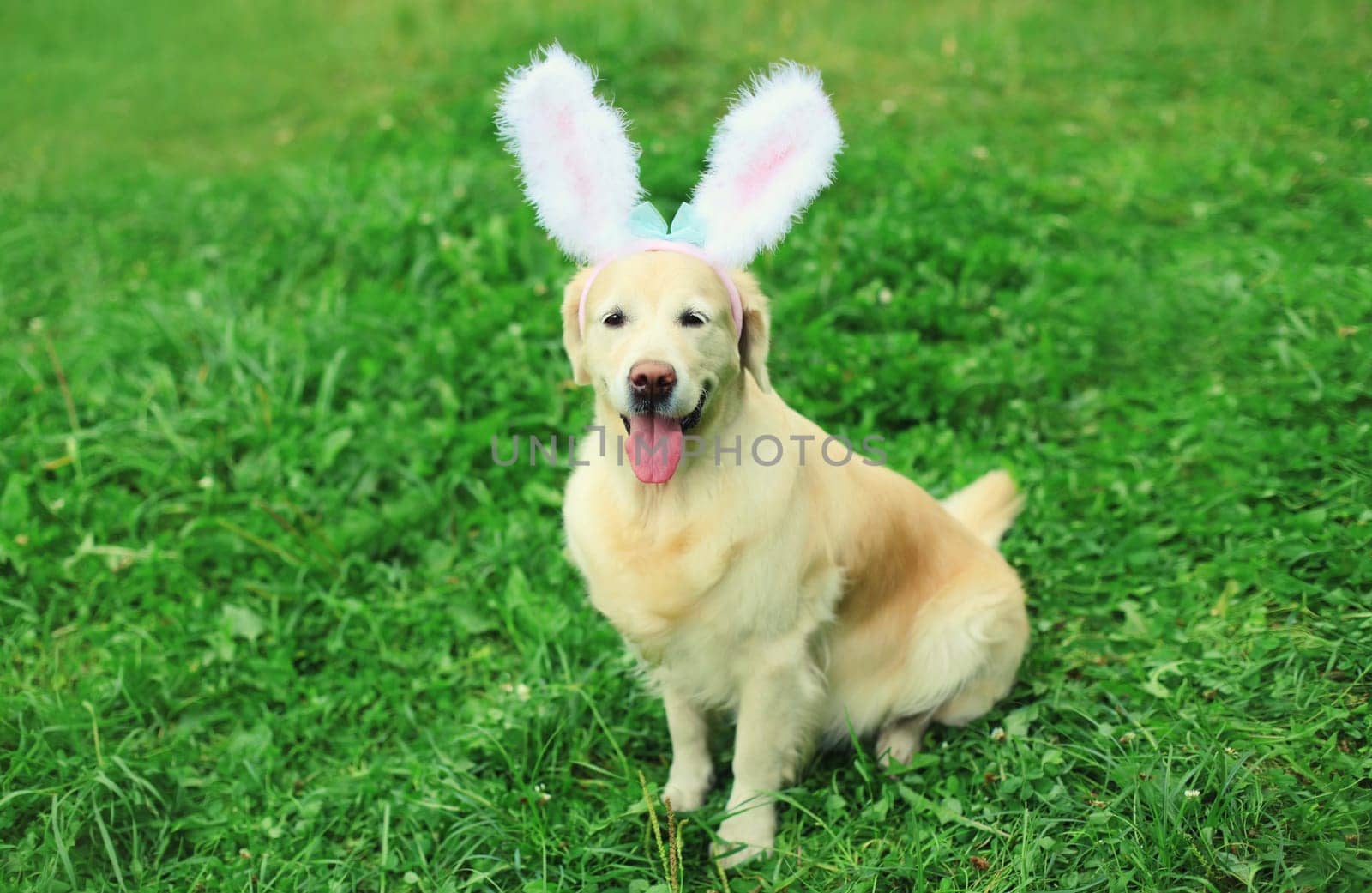 Portrait of happy funny golden retriever dog with rabbit ears on the grass in summer park