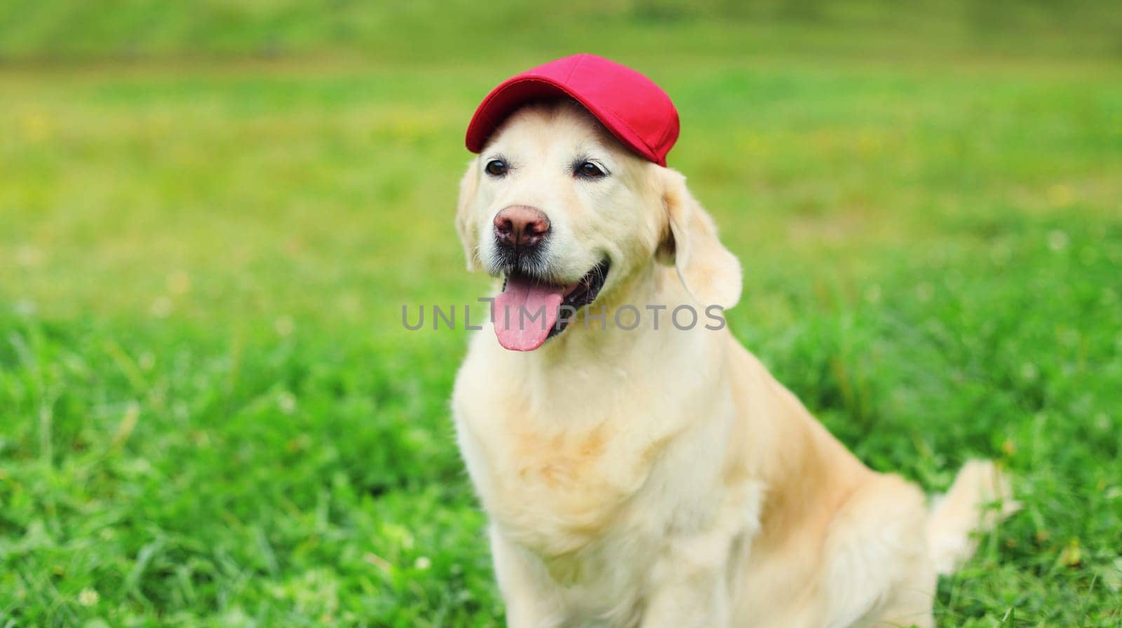 Portrait of Golden Retriever dog in red baseball cap sitting on green grass in summer park