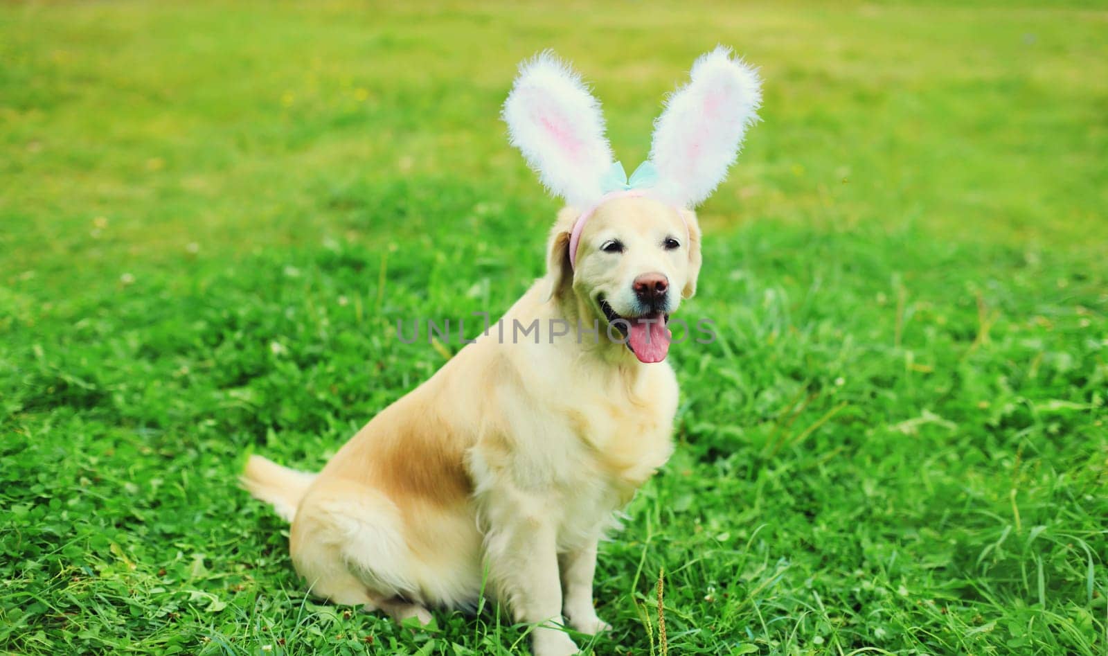 Portrait of happy funny golden retriever dog with rabbit ears on the grass in summer park