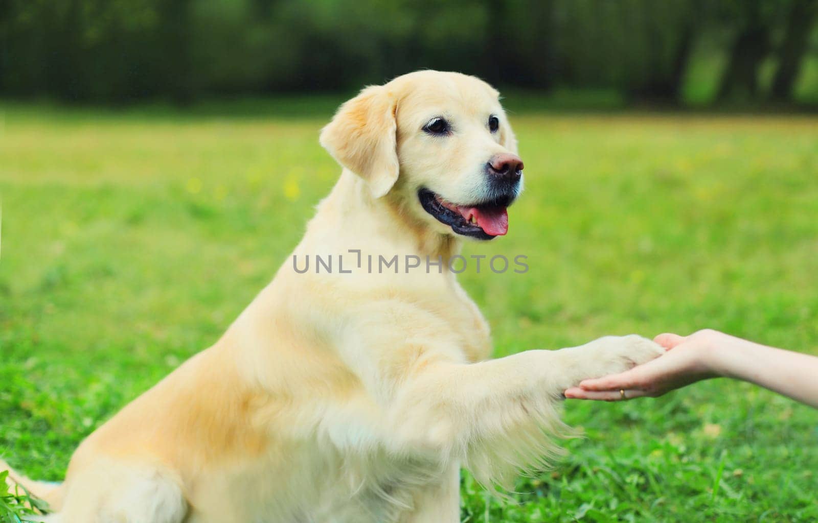 Golden Retriever dog giving paw to hand high five owner woman on the grass training in summer park