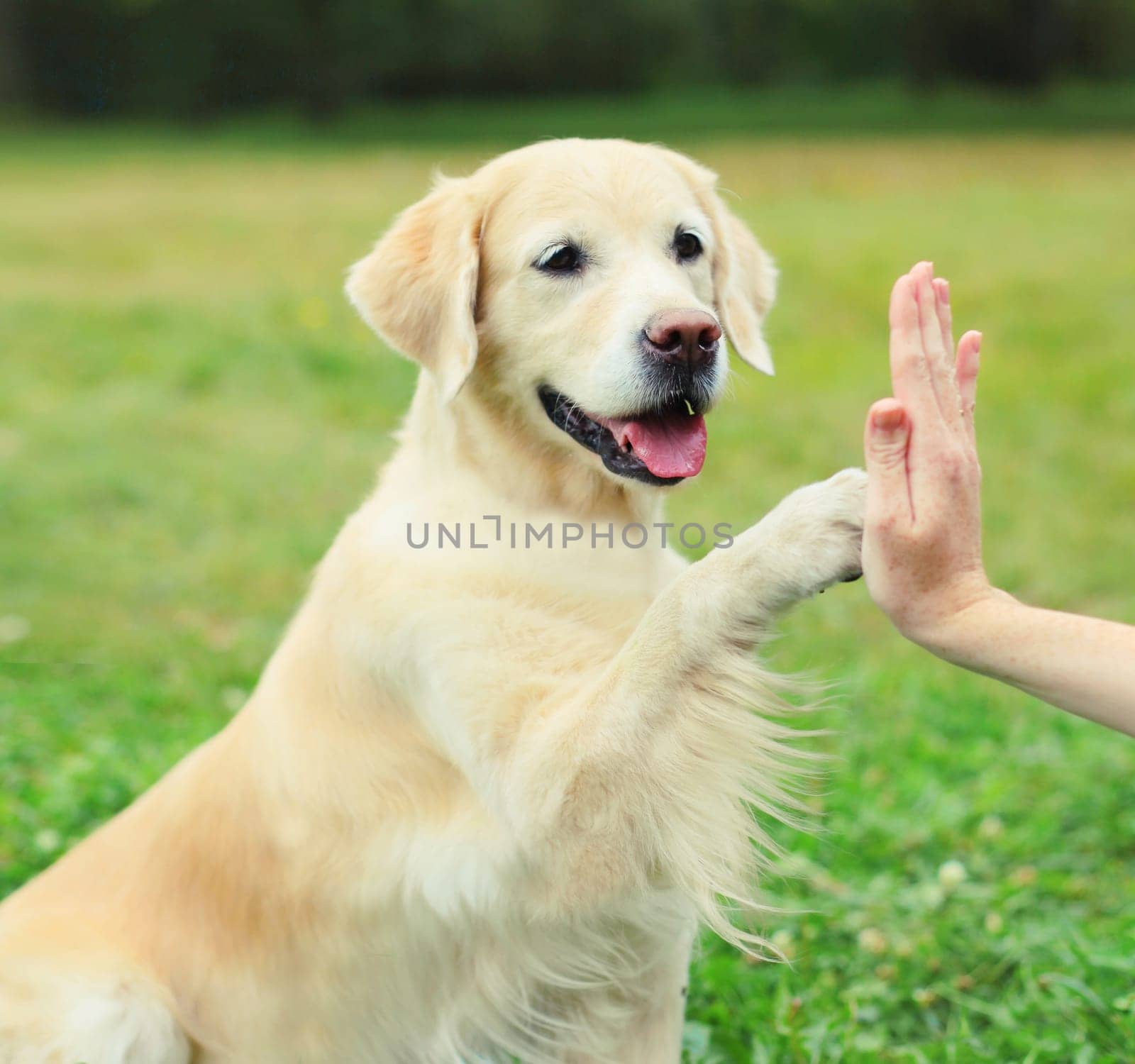 Golden Retriever dog giving paw to hand high five owner woman on the grass training in summer park