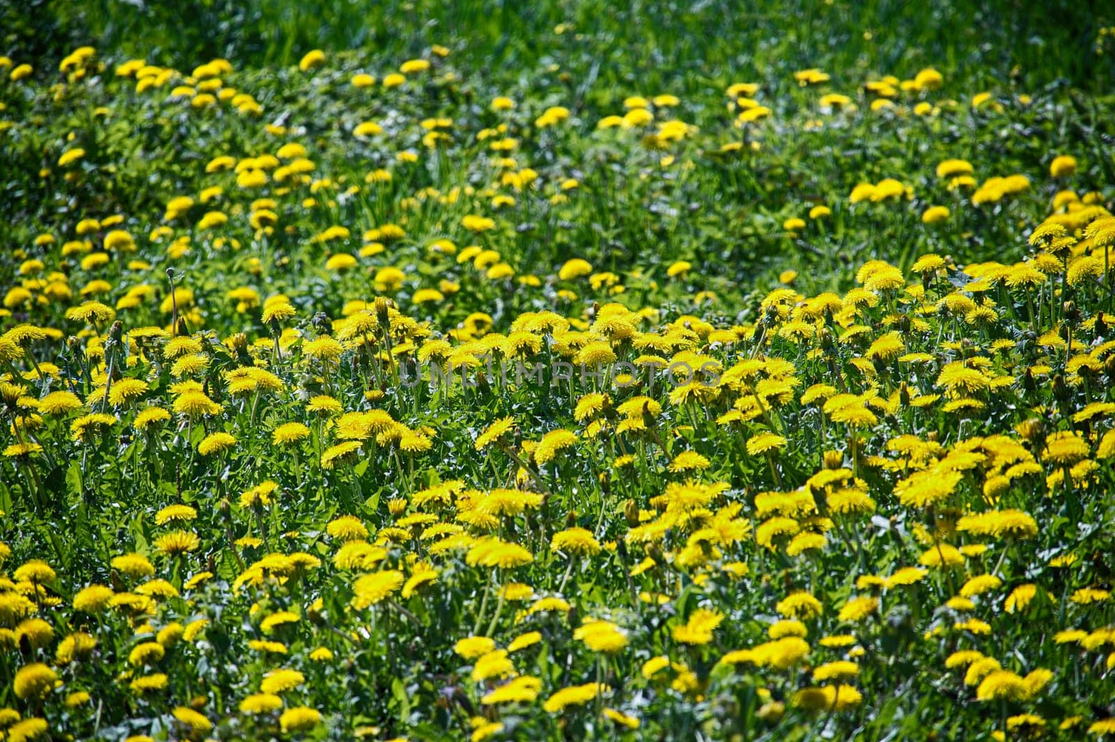 Meadow teeming with yellow dandelions amidst green grass, creates a vibrant landscape of yellow and green that extends into the distance