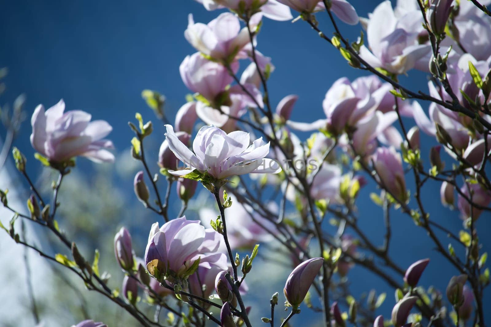 Vivid scene of a magnolia tree in bloom against a deep blue sky, vibrant green leaves of the tree offer a contrasting backdrop to the delicate colors of the magnolias