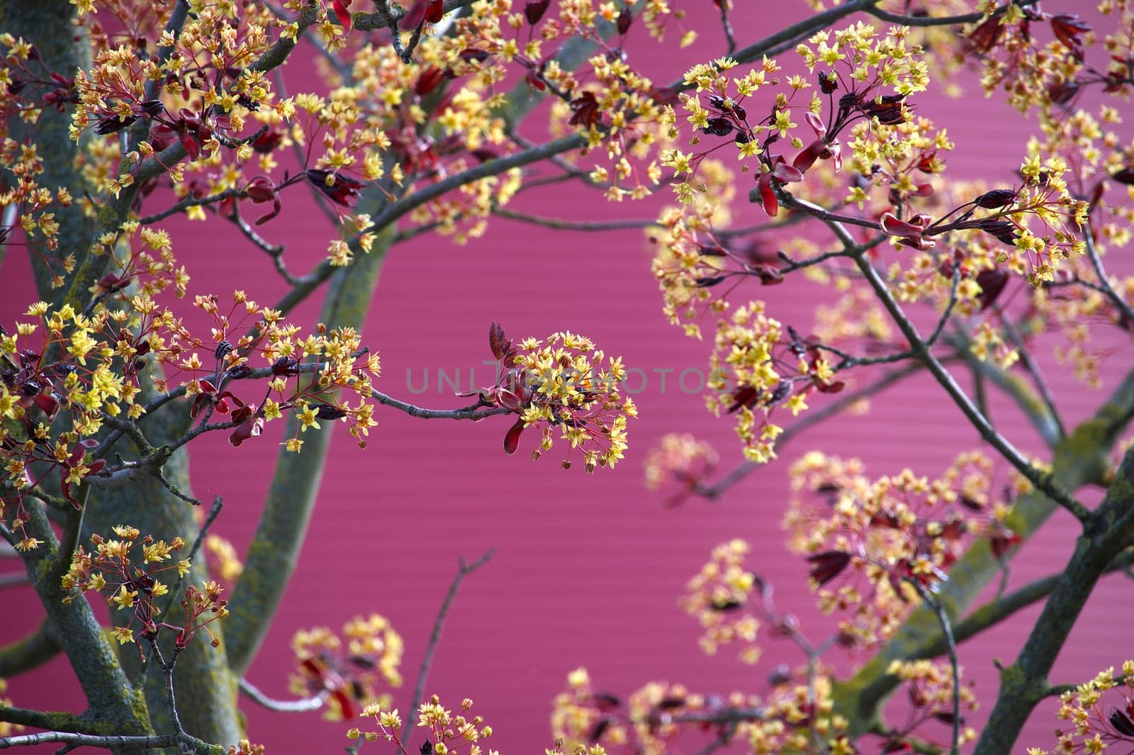 Red maple female tree covered with small yellow blossoms that form clusters along its branches, contrasting beautifully with the pink wall background