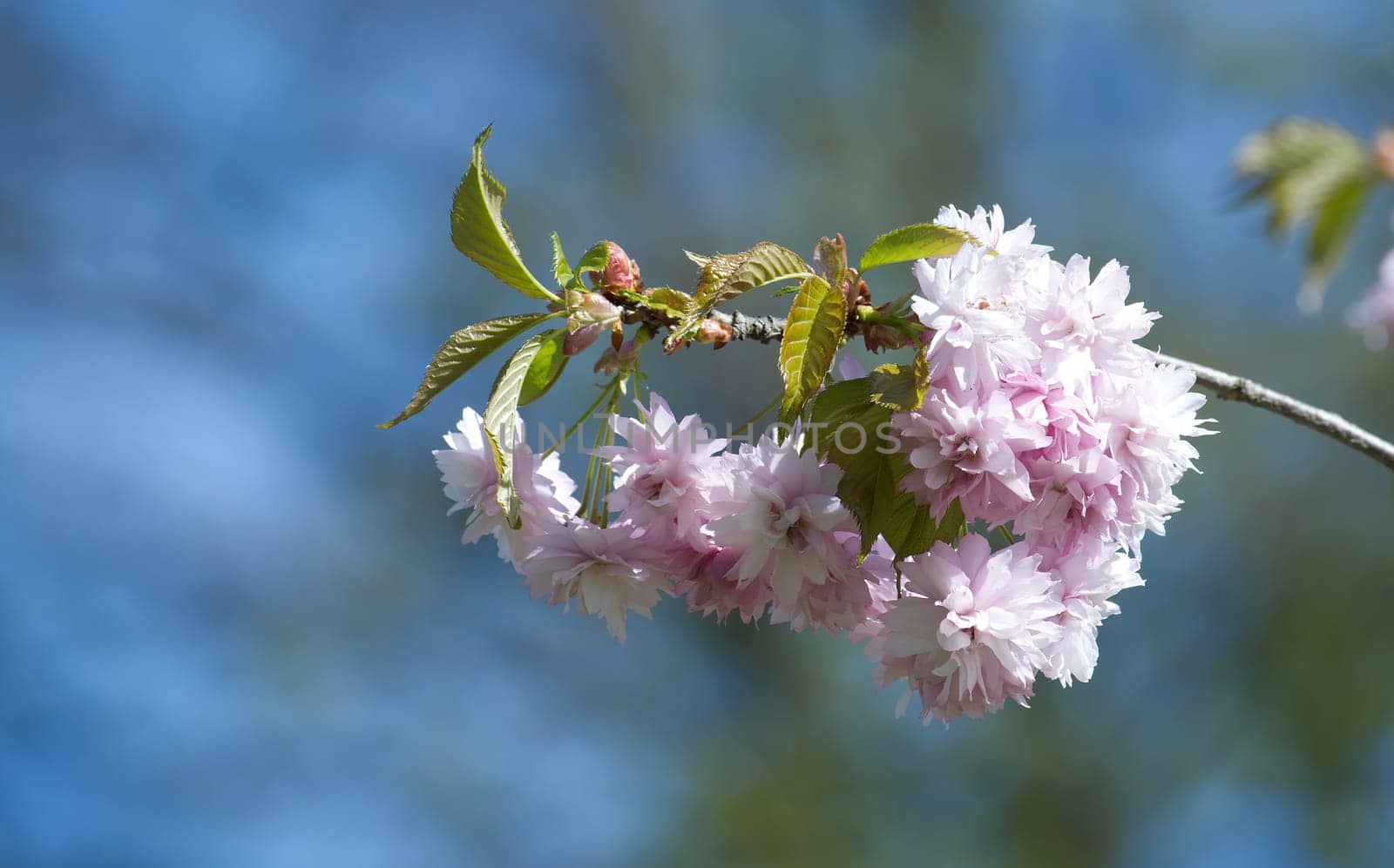 The vivid pink blossoms on the branch contrast with the serene sky above, evoking a feeling of brightness and life. Sakura blossoms on the branch
