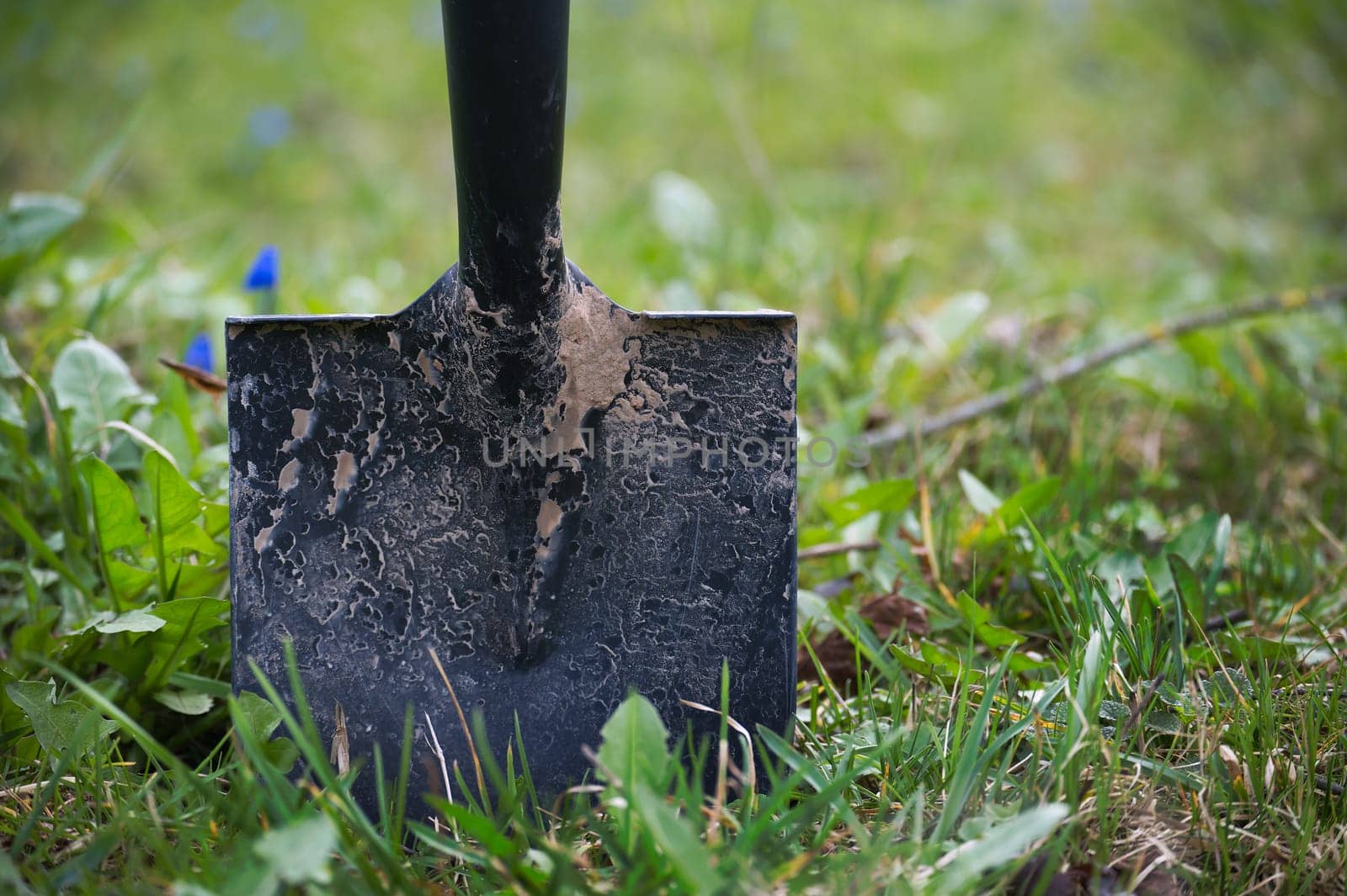 Black handled shovel stuck in the ground surrounded by lush green grass and a scattering of small blue flowers by NetPix