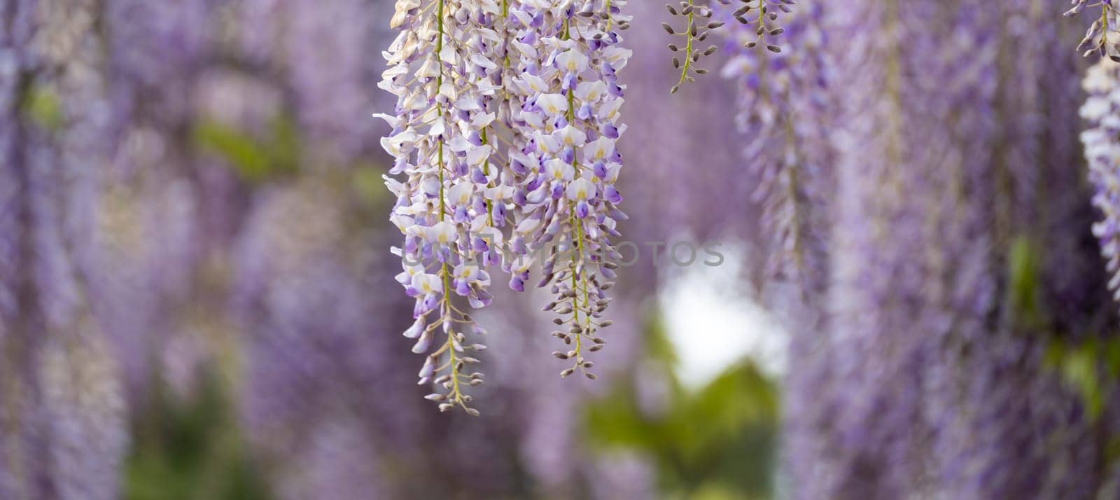 Blooming Wisteria Sinensis with classic purple flowers in full bloom in drooping racemes against the sky. Garden with wisteria in spring. by Matiunina