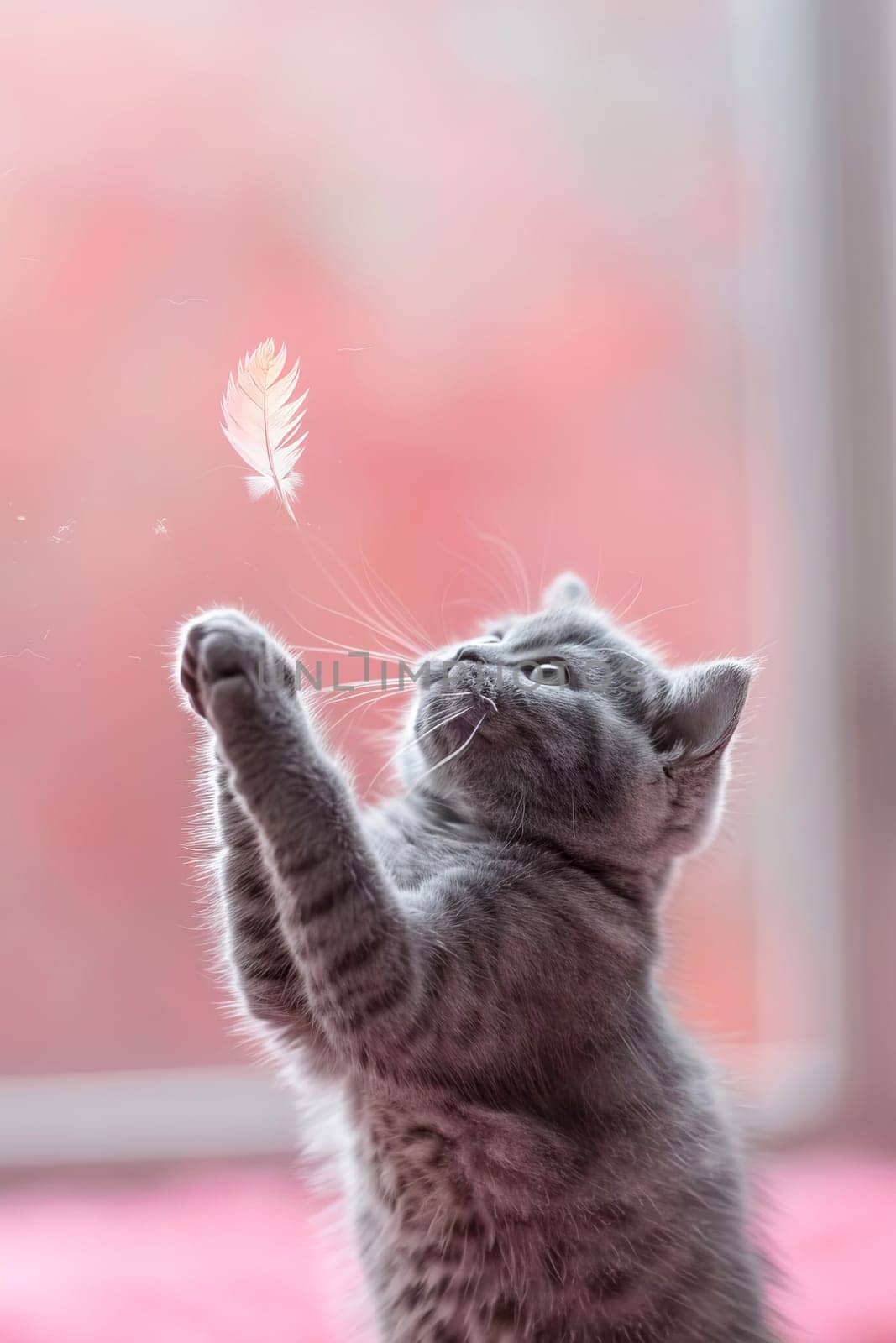 Cute gray British shorthair cat catches a feather, pink background. AI generated.
