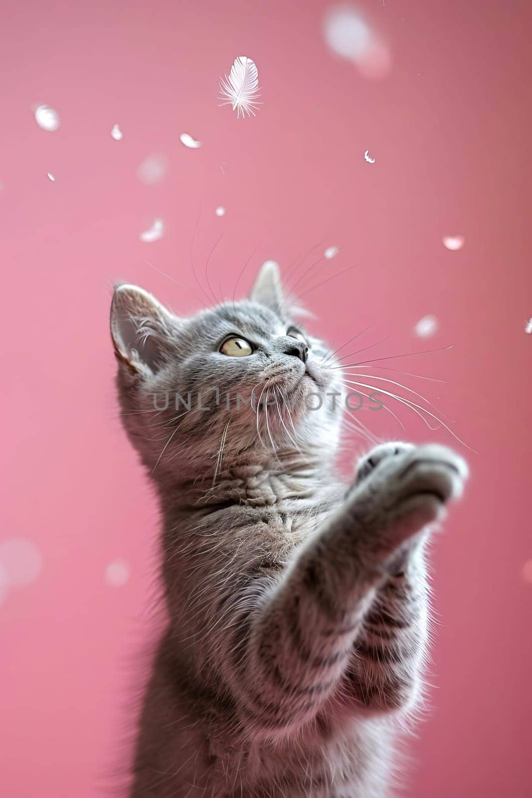 Cute gray British shorthair cat catches a feather, pink background. AI generated by OlgaGubskaya